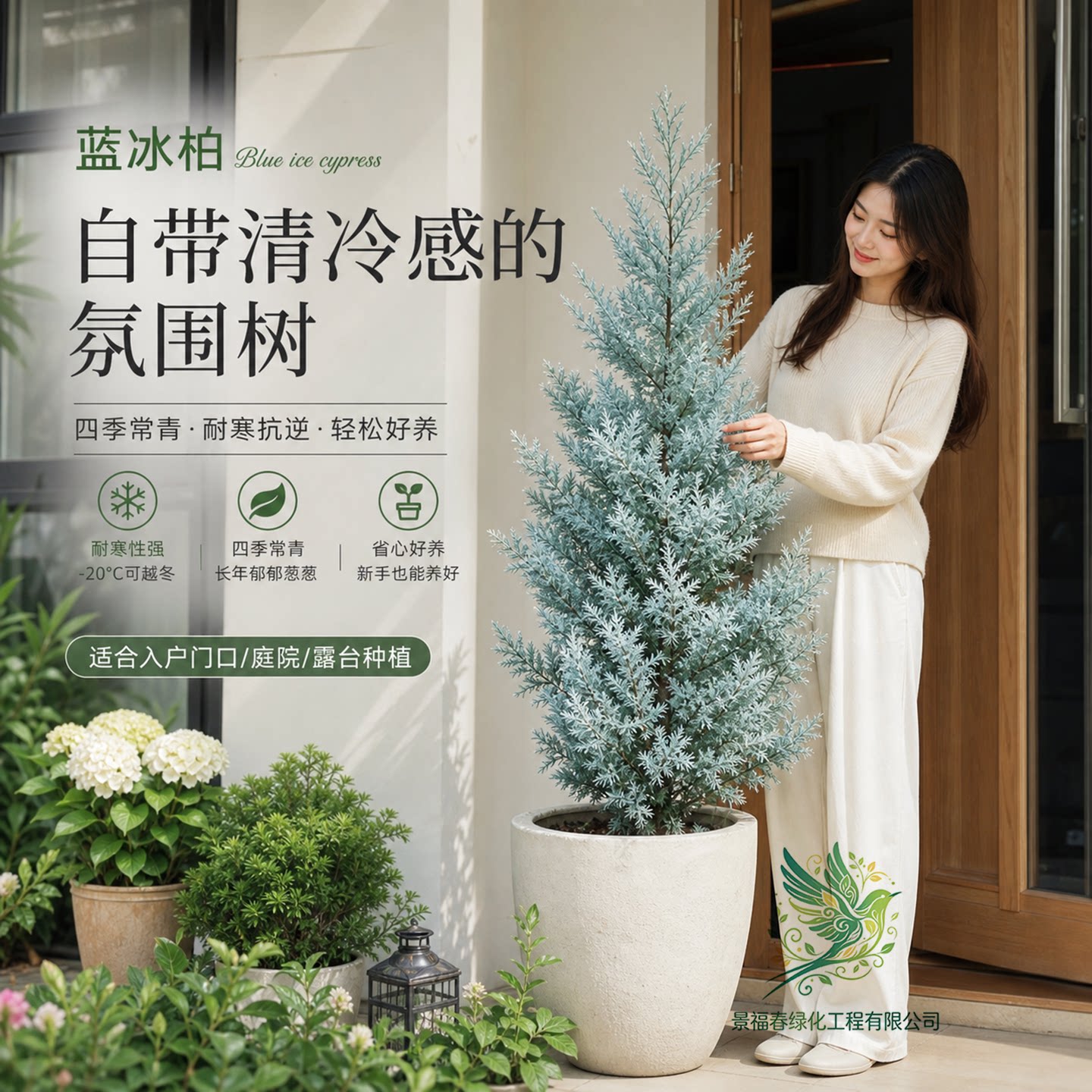 蓝冰柏树苗耐寒四季常青庭院彩叶观叶植物别墅造景绿篱色块苗木