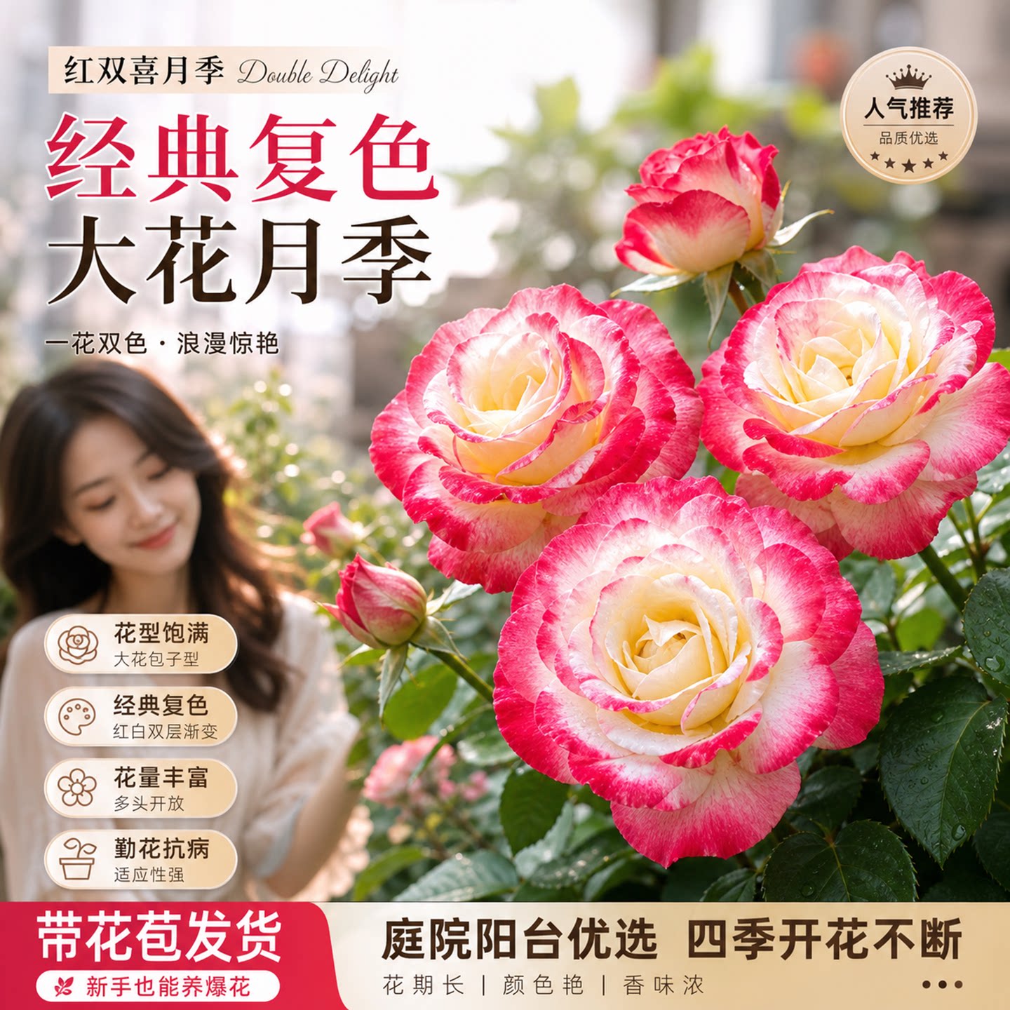 红双喜月季花苗大苗大花浓香品种月季苗阳台庭院绿植盆栽花园花卉