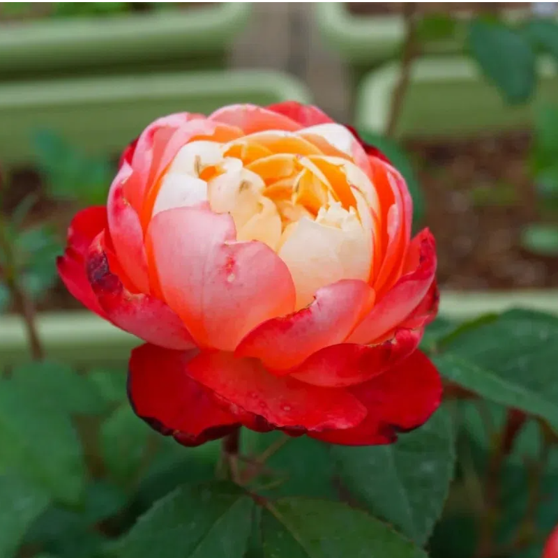 超新品苹果运气灌木月季花苗爆发多头强香阳台庭院多季开玫瑰盆栽,鲜花速递/花卉仿真/绿植园艺,月季/蔷薇/玫瑰,淘宝优惠券,粉丝福利购,淘宝优惠卷