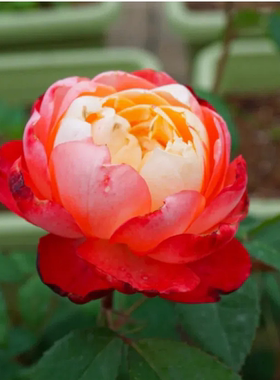 超新品苹果运气灌木月季花苗爆发多头强香阳台庭院多季开玫瑰盆栽