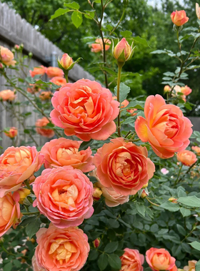 藤本月季夏洛特夫人女郎攀爬藤蔷薇拱门黄色好养易活花期长的花苗