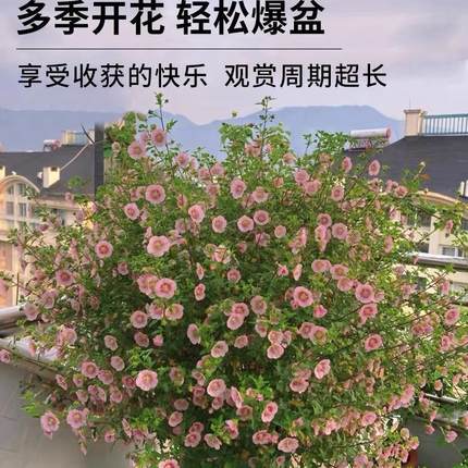 小木槿花卉盆栽棒棒糖耐寒耐热庭院室内阳台四季开花好养植物大全