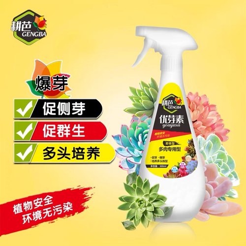 卡纳玛朵优芽素多肉细胞分裂爆芽