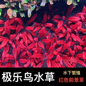 水下叶极乐鸟红色前景水草