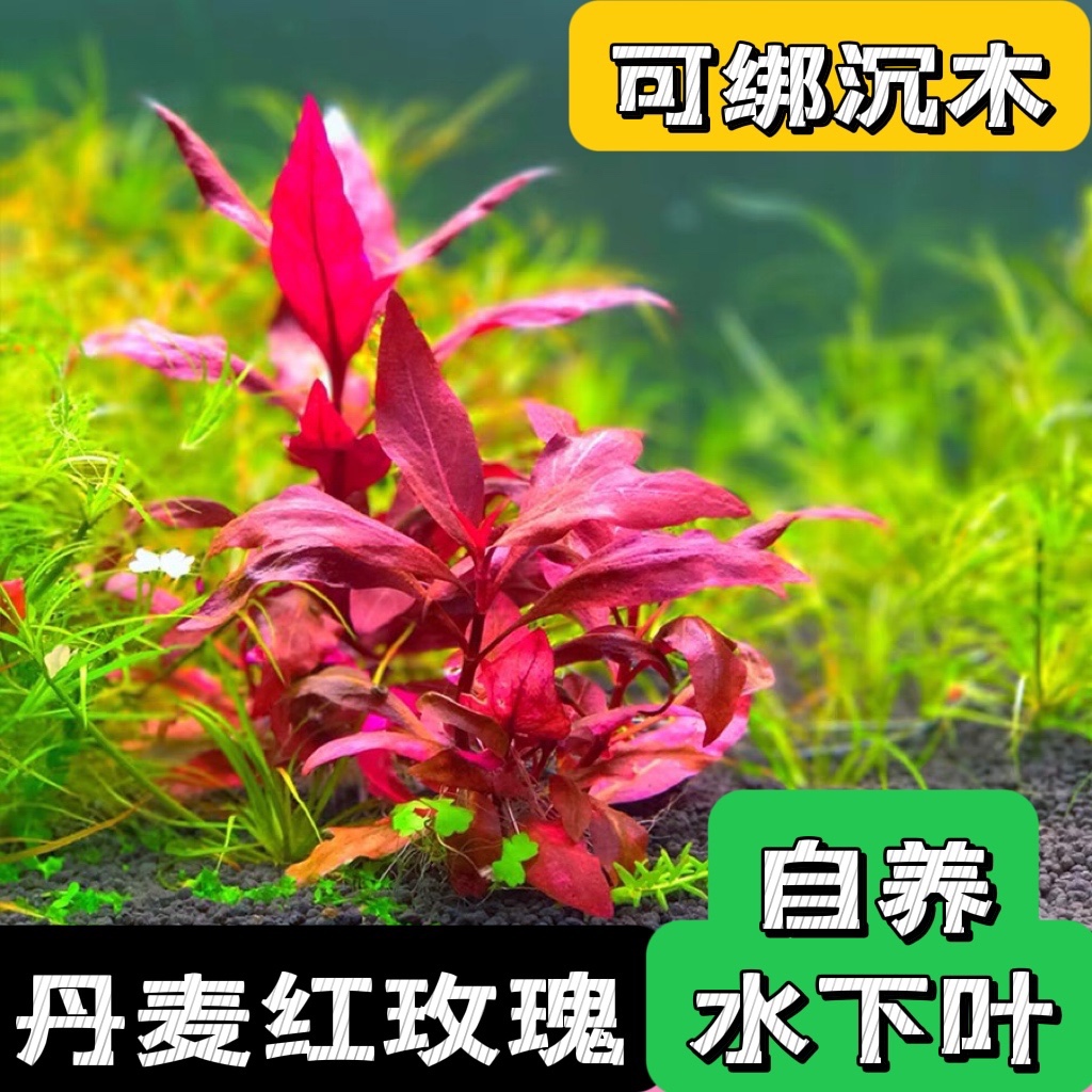 鱼缸草缸造景后景丹麦红玫瑰 丹麦大红玫瑰 水草 前景水草