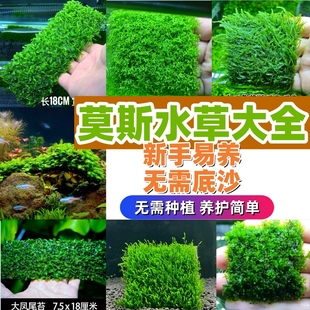 莫斯水草合集 鹿角苔 垂泪 美凤 珊瑚 松茸 阴性草