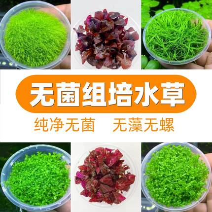 无菌杯前景草 爬地矮珍珠 叉柱花 血心兰 喷泉太阳 迷你牛毛