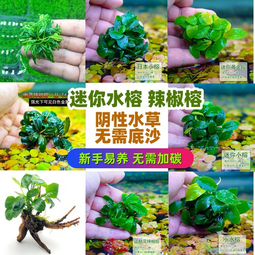 迷你榕水草辣椒榕
