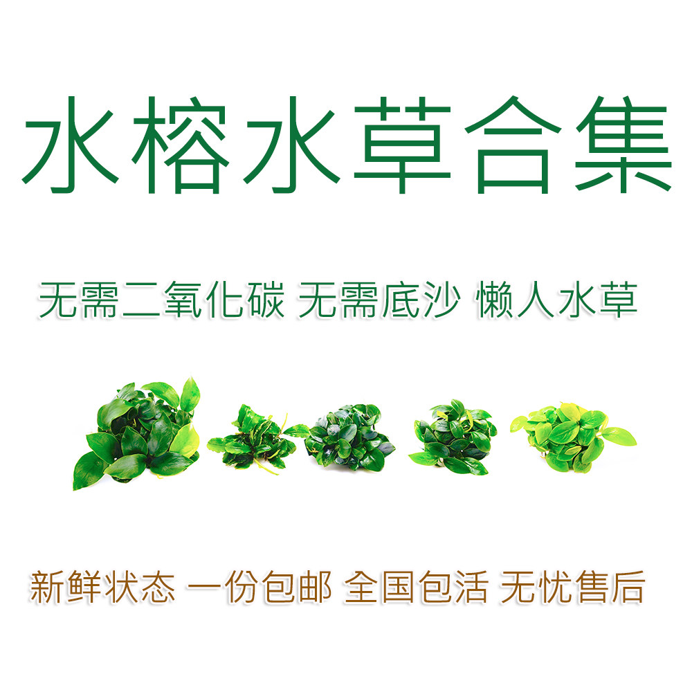 鱼缸新手水草活体水草沉木造景阴性懒人水草丹麦迷你小水榕辣椒榕