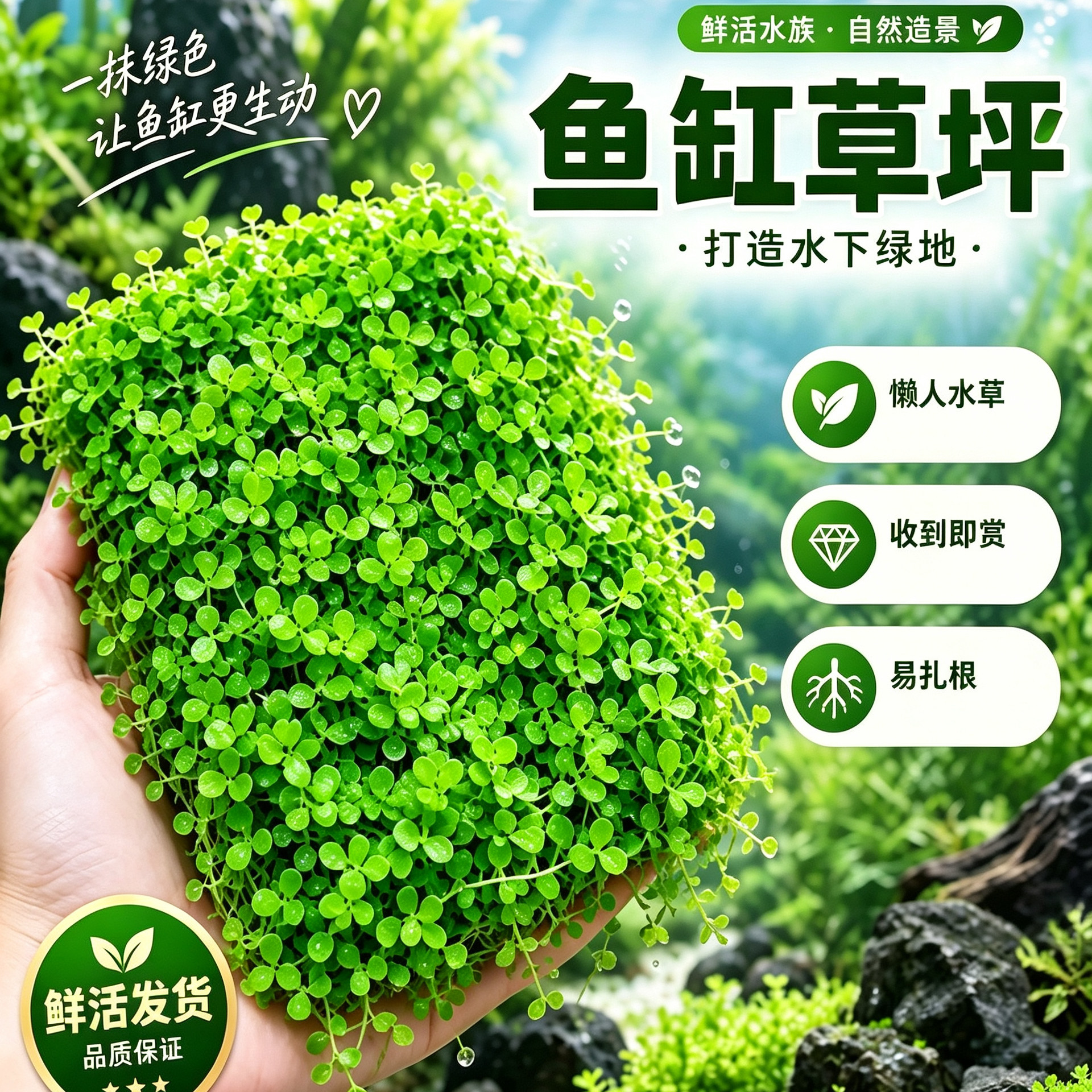 前景爬地矮珍珠趴地迷你鱼缸造景活体真水草懒人速成阴性淡水植物