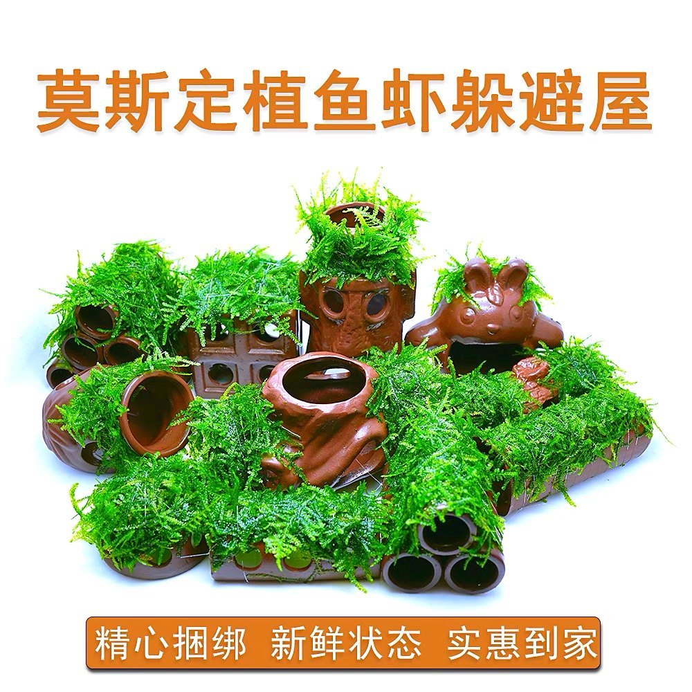 虾屋 莫斯虾窝 水族孵化罐 小鱼躲避洞 水晶虾躲避屋