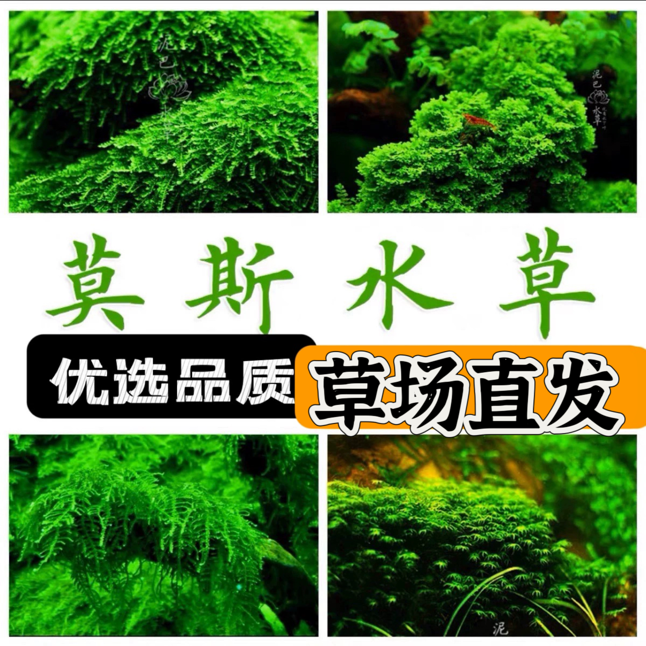 莫斯水草合集鹿角苔垂泪美凤珊瑚松茸阴性草-封面