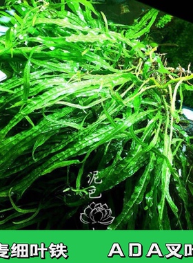 自养水下叶系列  丹麦细叶铁 铁皇冠  皇冠水草  进口 ada叉叶铁