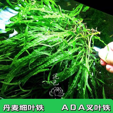 自养水下叶系列  丹麦细叶铁 铁皇冠  皇冠水草  进口 ada叉叶铁