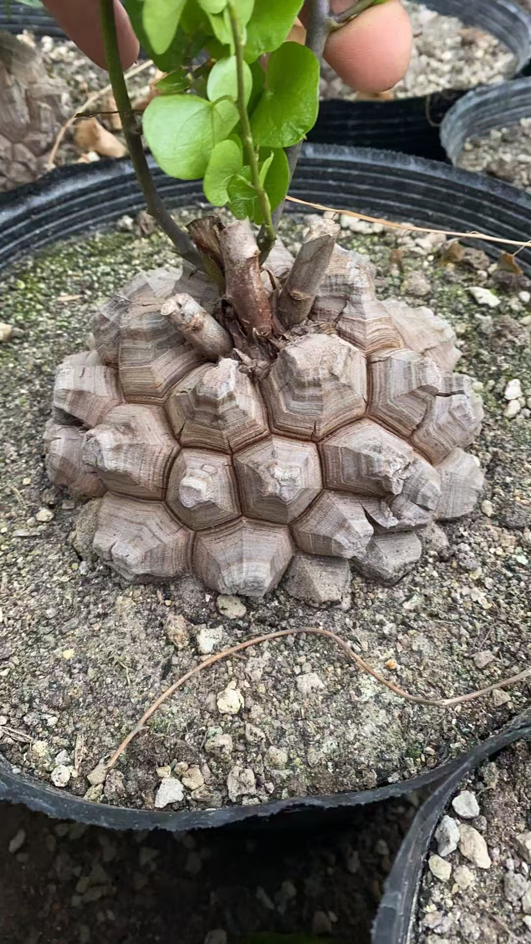 实生稀有进口南非龟甲龙块根植物仙人球室内阳台一物一拍包邮