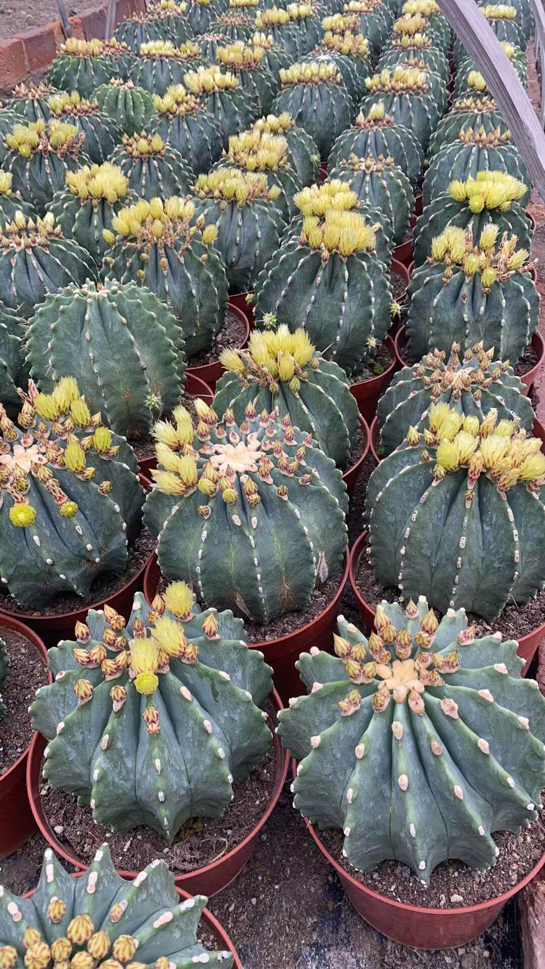 实生般诺仙人球办公室内防辐射绿植含盆带土栽好包邮