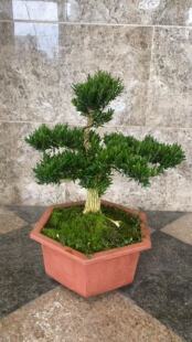 小叶黄杨皱皮老桩室内桌面定型树高档黄杨木盆景客厅造型阳台庭院