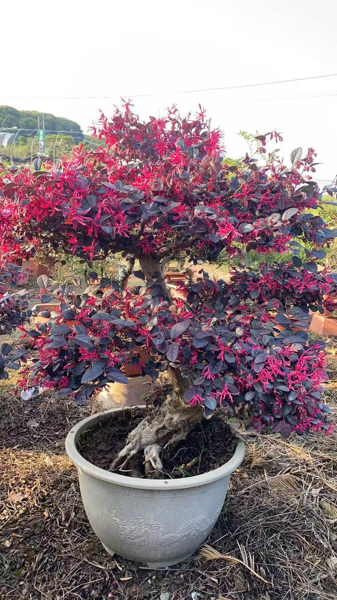 红花继木树常绿耐寒 庭院园林绿化苗红花檵木 色块灌木开花植物