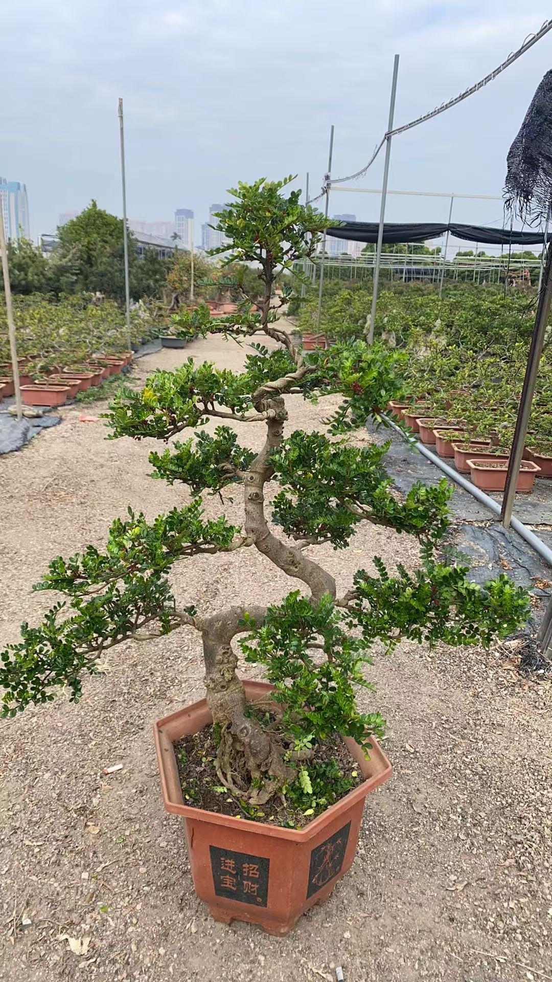 大型清香木盆栽绿植室内造型盆景驱蚊虫草四季常青防辐射植物包邮