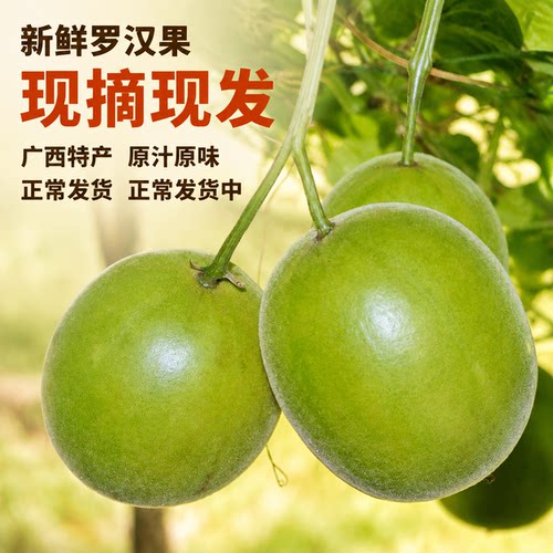 新鲜桂林永福罗汉果鲜果