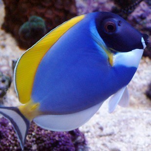 粉蓝吊 天狗吊 金毛吊 食藻 活体海水鱼 吊类 必拍包装