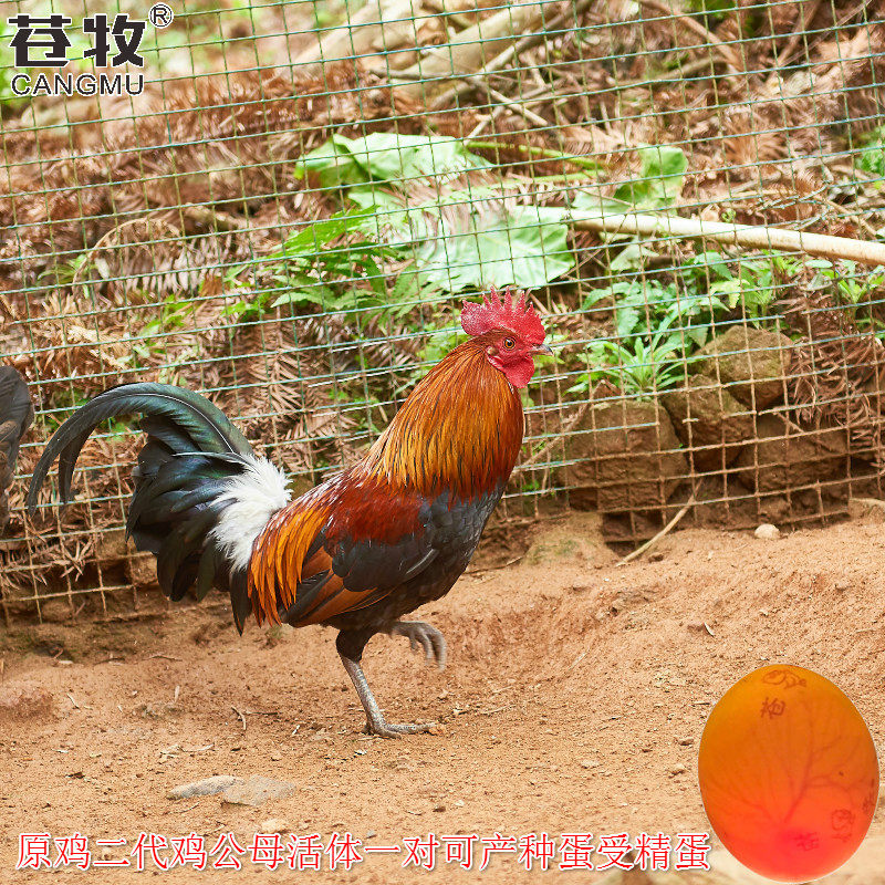 原鸡祖鸡二代鸡公母活体一对已产种蛋受精蛋可孵化小鸡苗批发包邮