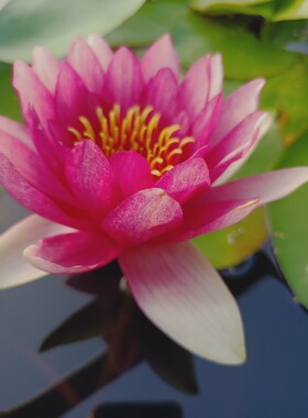 睡莲玛珊耐寒特别丰花红色艳丽好种易管适合大直径容器栽种易丰花