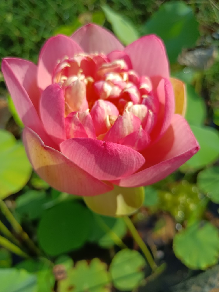 碗莲伯里夫人中型品种丰花橙红色丰花易管理容器容易栽培花开不断