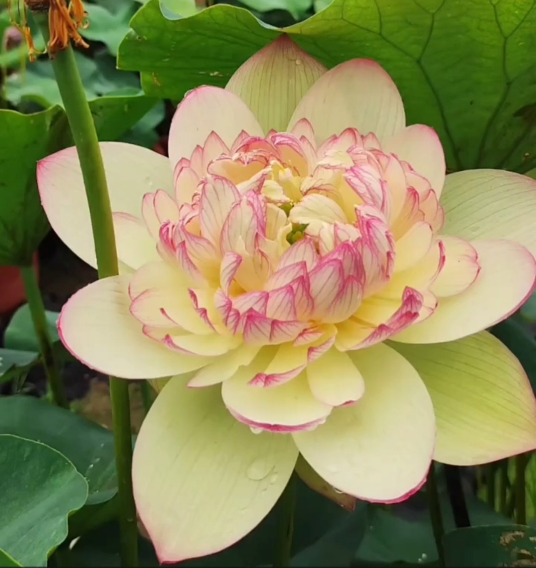 中大型新云锦碗莲颜色艳丽丰花盆栽容易管理容器大花多花大花品好