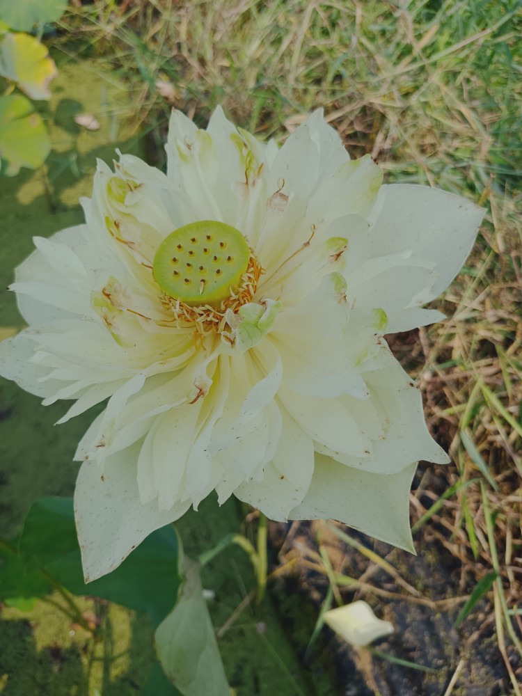 碗莲大型品种白绿色舞剑丰花复瓣花挺叶大易管理丰花容器须大直径