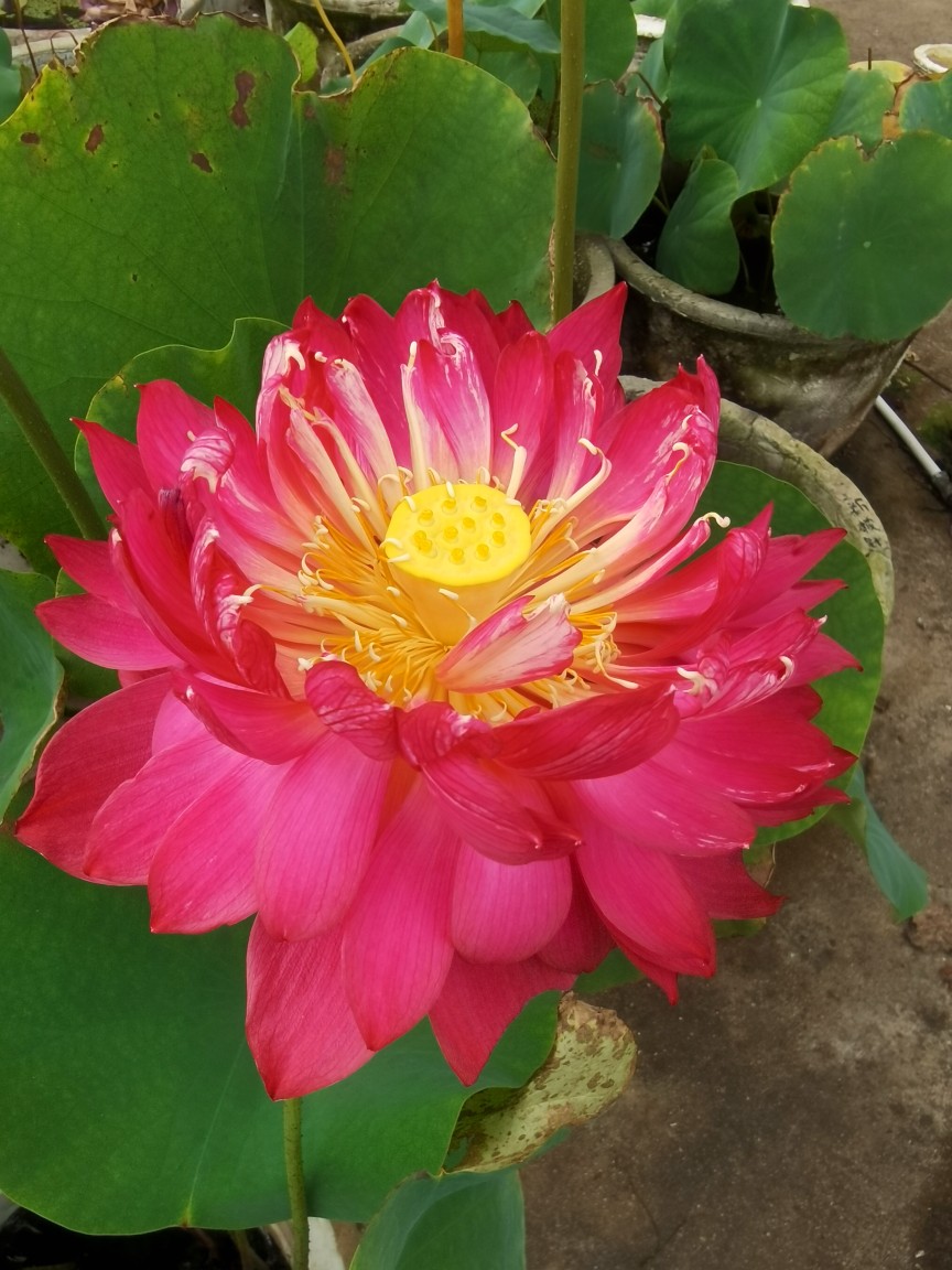 碗莲新披针红品种花红艳特别丰花花期长容器二十五以上盆栽培管理