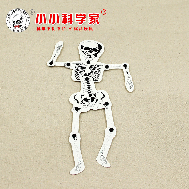 diy骨骼模型益智玩具科技小制作