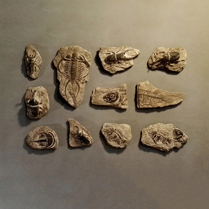 昆虫标本模型远古海洋生物挂件 客厅书房卧室复古装饰创意墙壁挂
