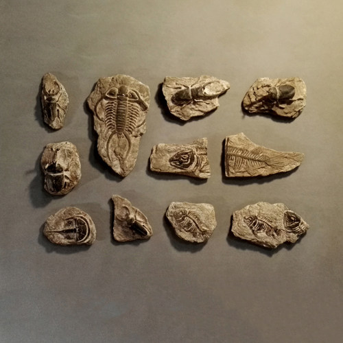 标本模型远古海洋生物装饰昆虫