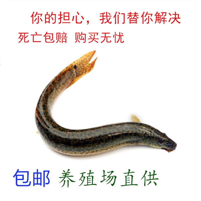 小泥鳅垂钓活饵筏钓路亚活体养殖