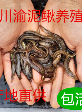 台湾小泥鳅苗鲜活泥鳅喂龟龙鱼土泥鳅活饵饲料筏钓翘嘴养殖水鱼