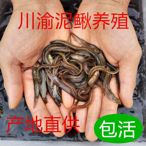 活体泥鳅苗淡水鲜活垂钓路亚养殖