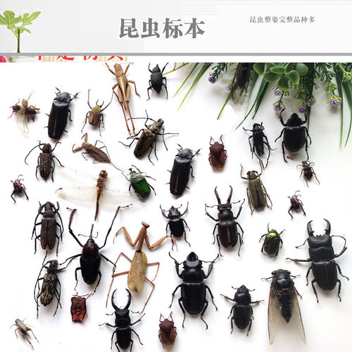 蒸汽朋克昆虫标本