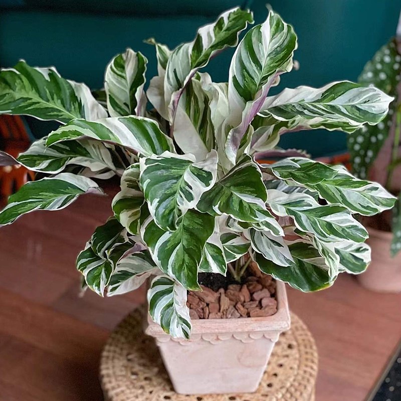 【植说生活】白油画竹芋植物北欧风ins网红稀有观叶绿植盆栽