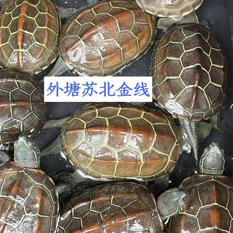 正宗苏北金线草龟外塘冷水乌龟活物墨龟招财龟金线龟宠物龟观赏龟