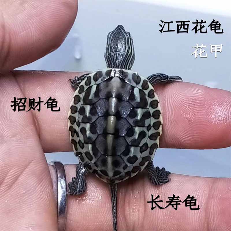 江西花龟苗观赏小乌龟活物长尾花甲龟外塘冷水长寿招财宠物金线龟
