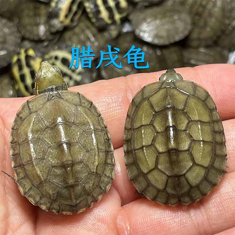 腊戌龟长寿龟观赏小乌龟中华国龟
