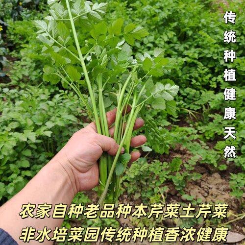 农家自种老品种本芹菜土芹菜非水培非基地菜园传统种植健康香浓