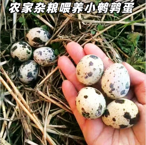 农家小鹌鹑蛋自养非基地无黑科技孕妇宝宝老人辅食健康营养口感好