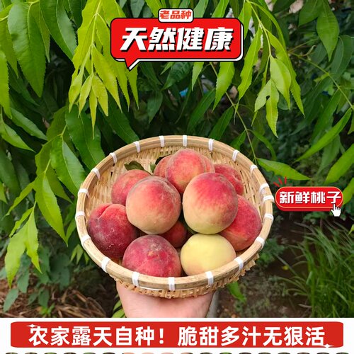 新鲜桃子现摘水蜜桃硬吃脆甜多汁农家自种无狠活孕妇宝宝当季水果