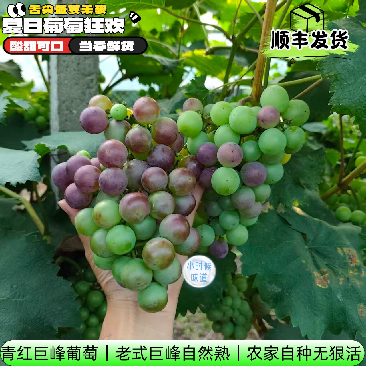 顺丰包邮老品种土葡萄无狠活巨峰有籽新鲜现摘酸甜孕妇应季水果