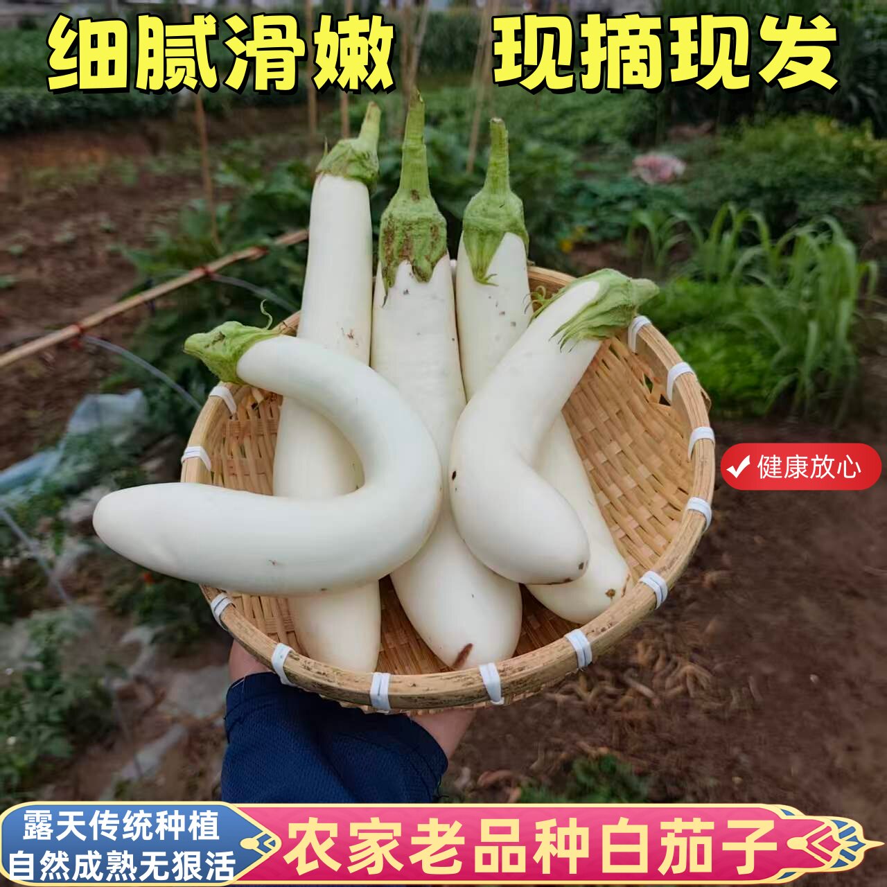 农家自种老品种白茄子土茄子露天传统种植自然熟无狠活细腻滑嫩鲜