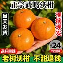 正宗广西沃柑武鸣沃柑10斤新鲜水果当季 整箱橘子橙子整箱 应季