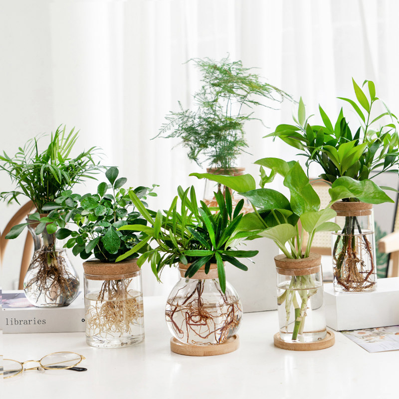 简约现代透明玻璃花瓶迷你网红水养绿植鲜花桌面插花瓶装饰小摆件,家居饰品,花瓶,淘宝优惠券,粉丝福利购,淘宝优惠卷