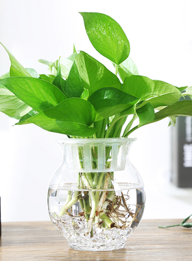 简约透明清新玻璃花瓶绿萝花盆室内摆件水培水养植物容器器皿鱼缸